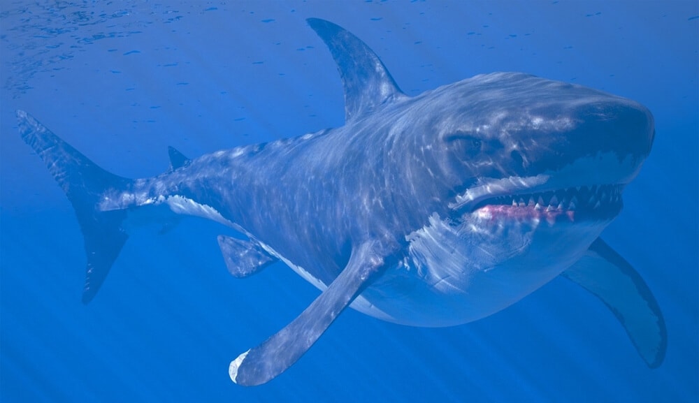 Megalodon shark in the water