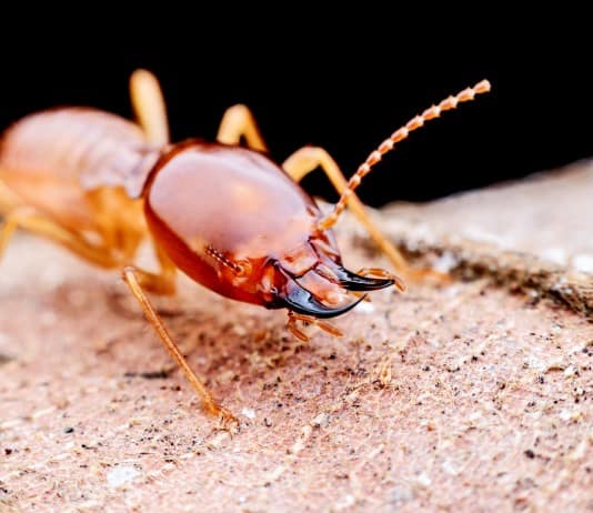 Animals With Unexpected Defense Mechanisms