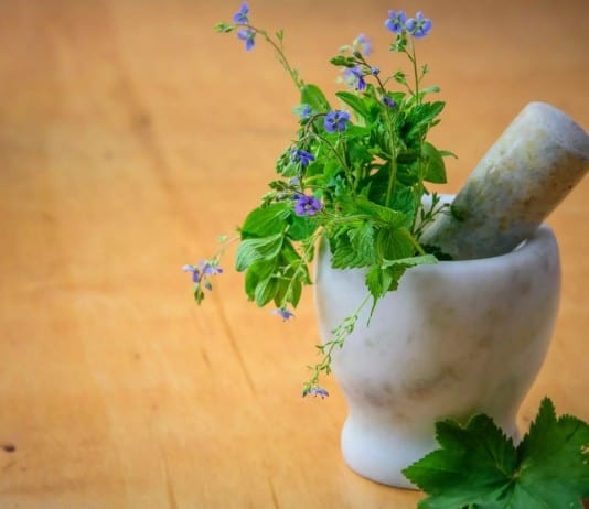 A Natural Science Enthusiast’s Guide to Medicinal Plants