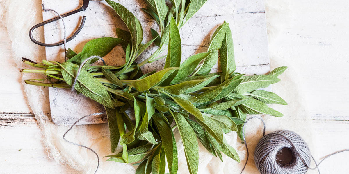 A Natural Science Enthusiast’s Guide to Medicinal Plants