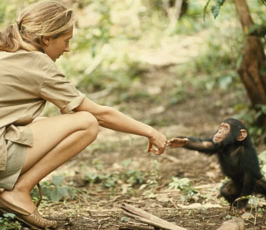 Jane Goodall Exhibit Showcases Her Contributions to Animals and the Earth
