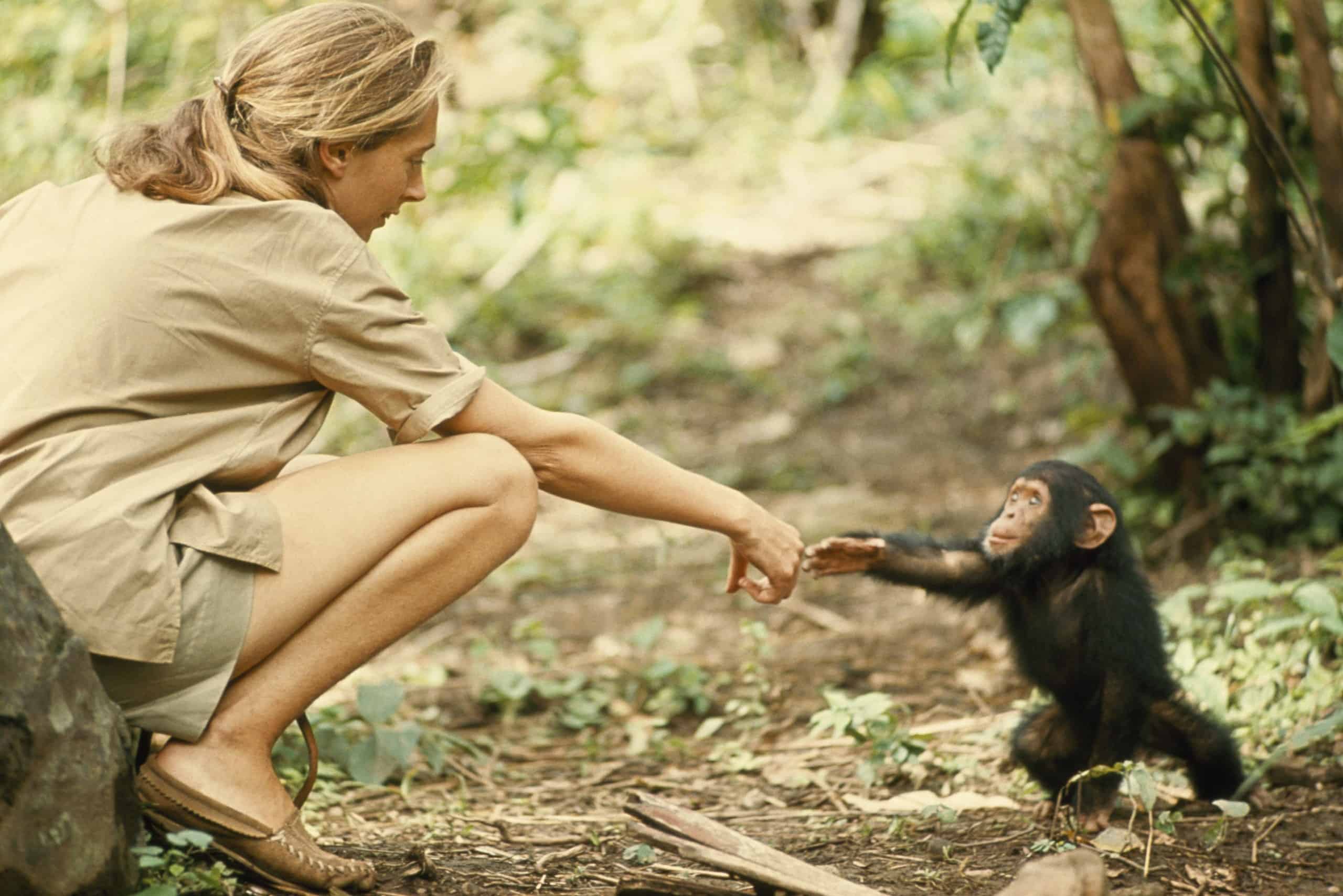 Менеджер и обезьяны. Джейн Гудолл и шимпанзе. Приматолог Джейн Гудолл. Джейн Гудолл в молодости. Jane Goodall в молодости.