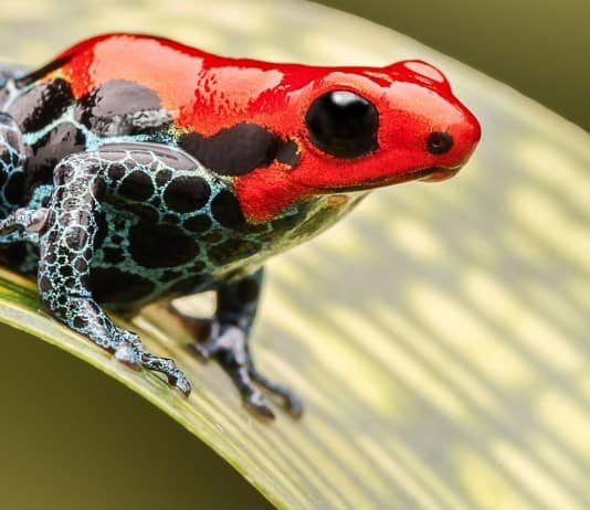 Avoid these Venomous Animals at All Costs