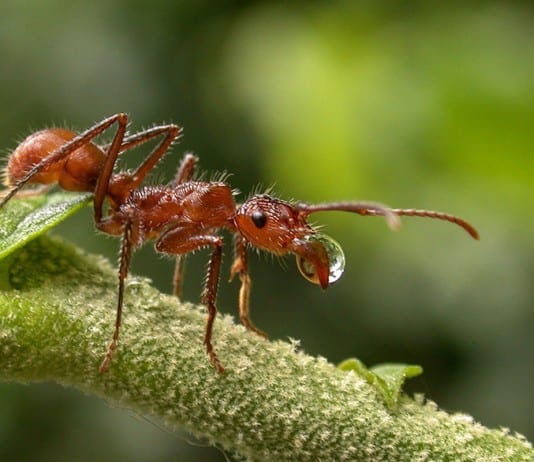 Here’s How Ants and Other Animals Find Their Way Home