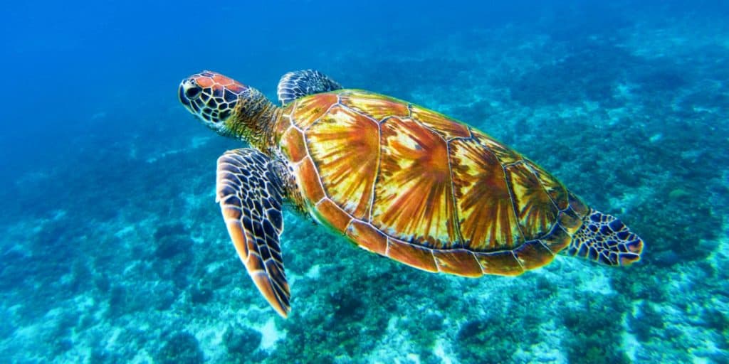 20 Animals That Are Close To Going Extinct