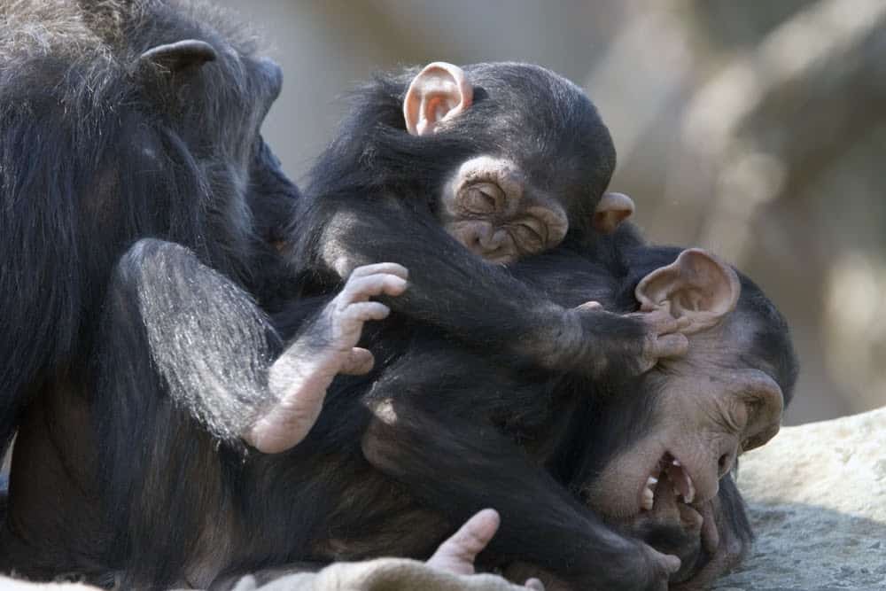 Jane Goodall Exhibit Showcases Her Contributions To Animals And The ...