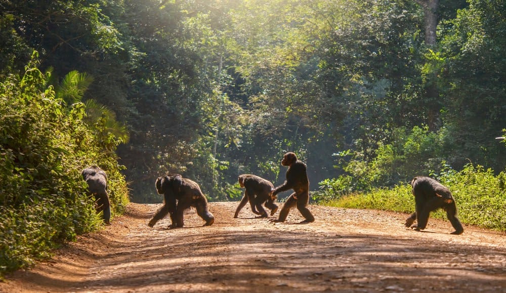 Jane Goodall Exhibit Showcases Her Contributions To Animals And The ...