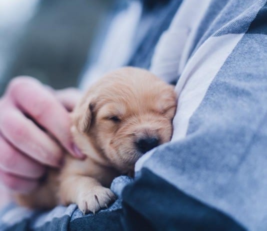 This Study about Processing Numbers Proves Dogs are Smarter than Expected