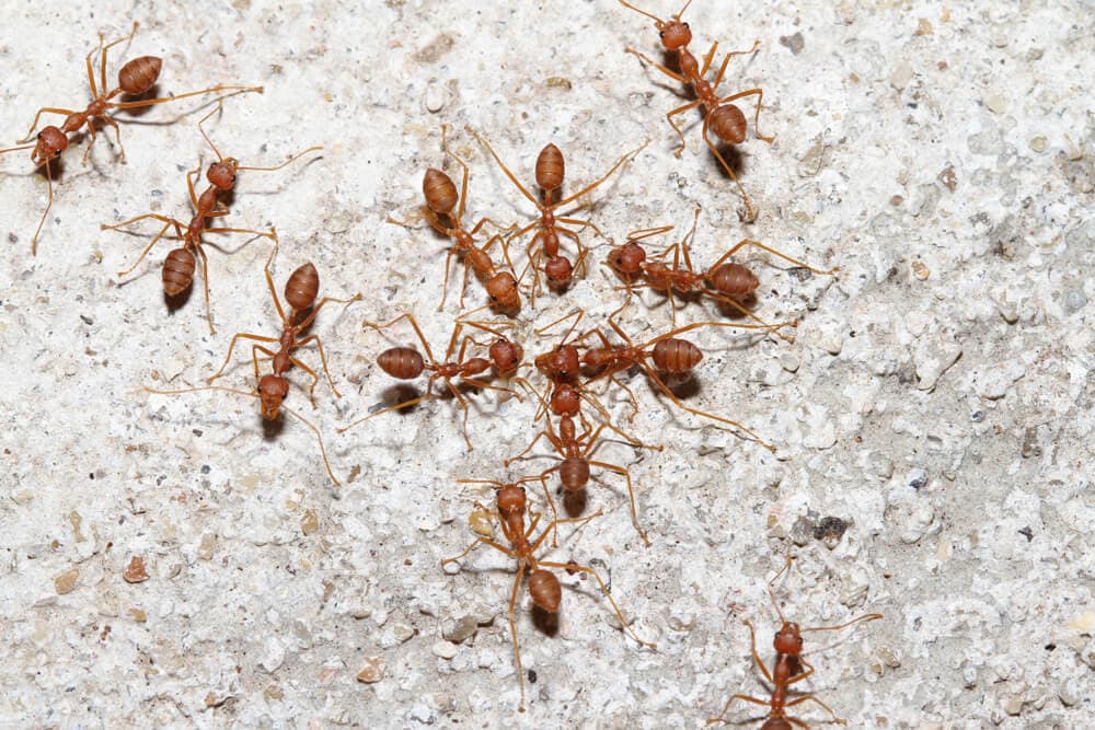 Here’s How Ants And Other Animals Find Their Way Home – Science Sensei