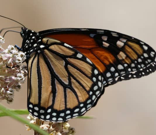 Monarch Patterns Are Changing – Here’s Why