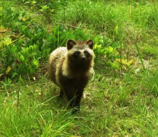 New Species Living in Fukushima, Japan’s Nuclear Accident Zone