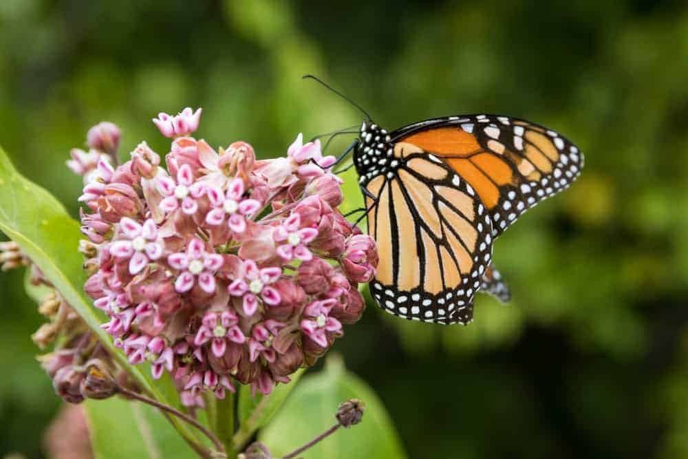 Monarch Patterns Are Changing – Here’s Why – Science Sensei