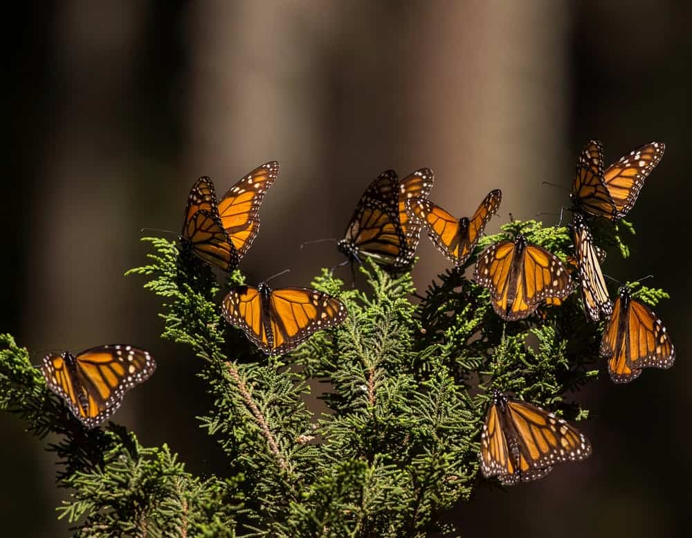 Monarch Patterns Are Changing – Here’s Why – Science Sensei