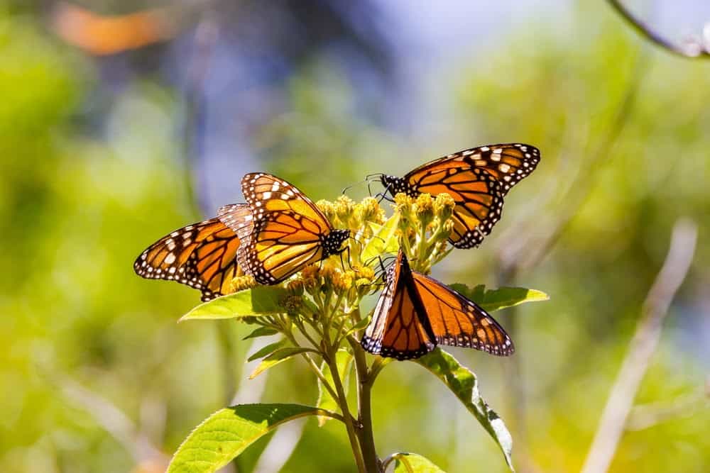 Monarch Patterns Are Changing – Here’s Why – Science Sensei