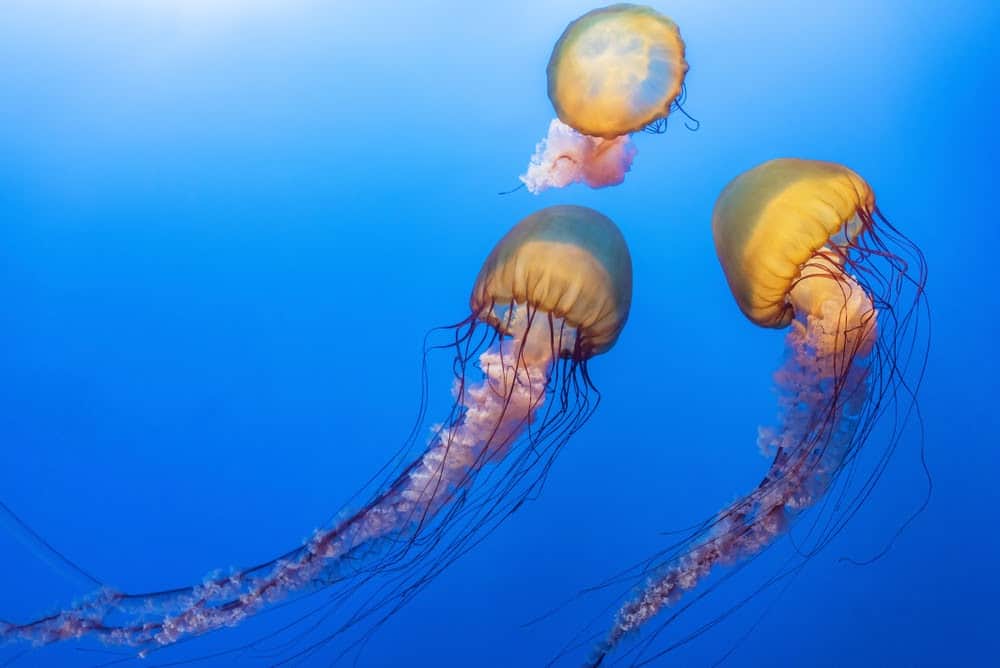 Jellyfish Snot Can Sting a Human Without Even Touching Skin