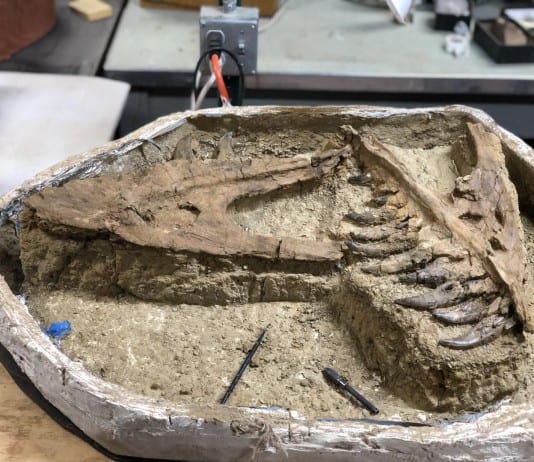 The Groundbreaking Discovery of a Tiny T-Rex in Utah
