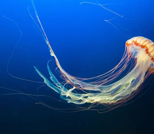 Jellyfish Snot Can Sting a Human Without Even Touching Skin