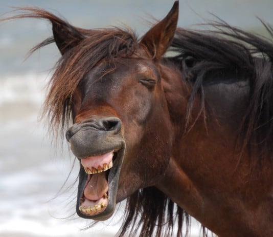 Animal Facts Many People Don’t Know