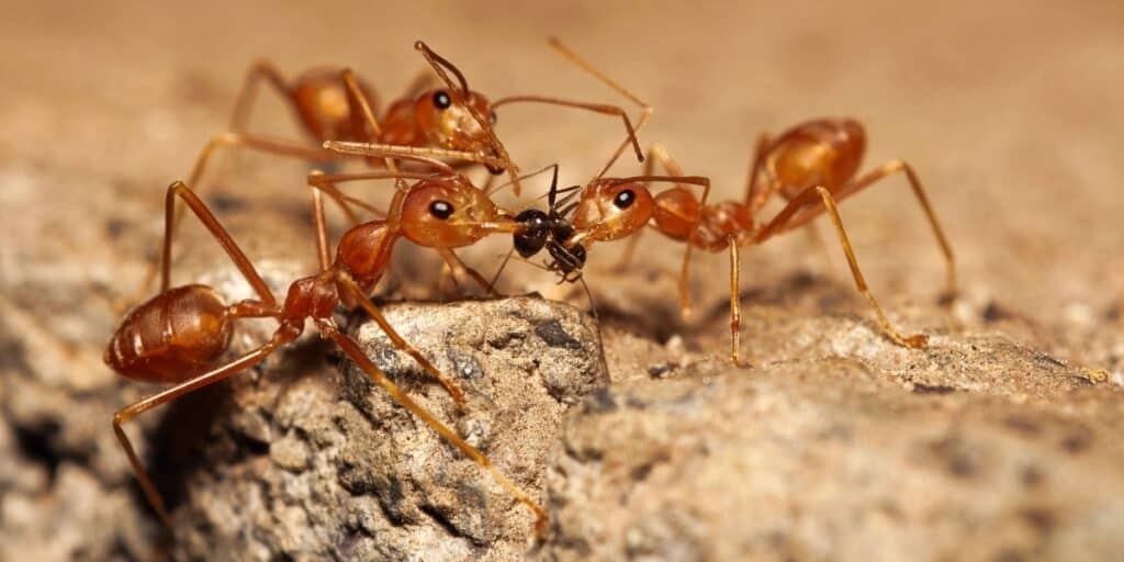 15 Groundbreaking Discoveries in Animal Behavior That Are Shaping Conservation Efforts