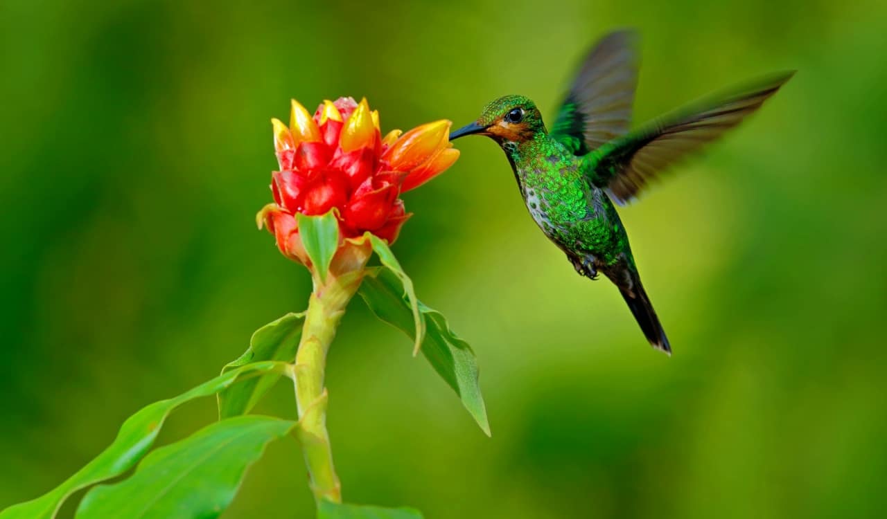 25 Incredible Bird Species Of The Amazon – Page 6 – Science Sensei