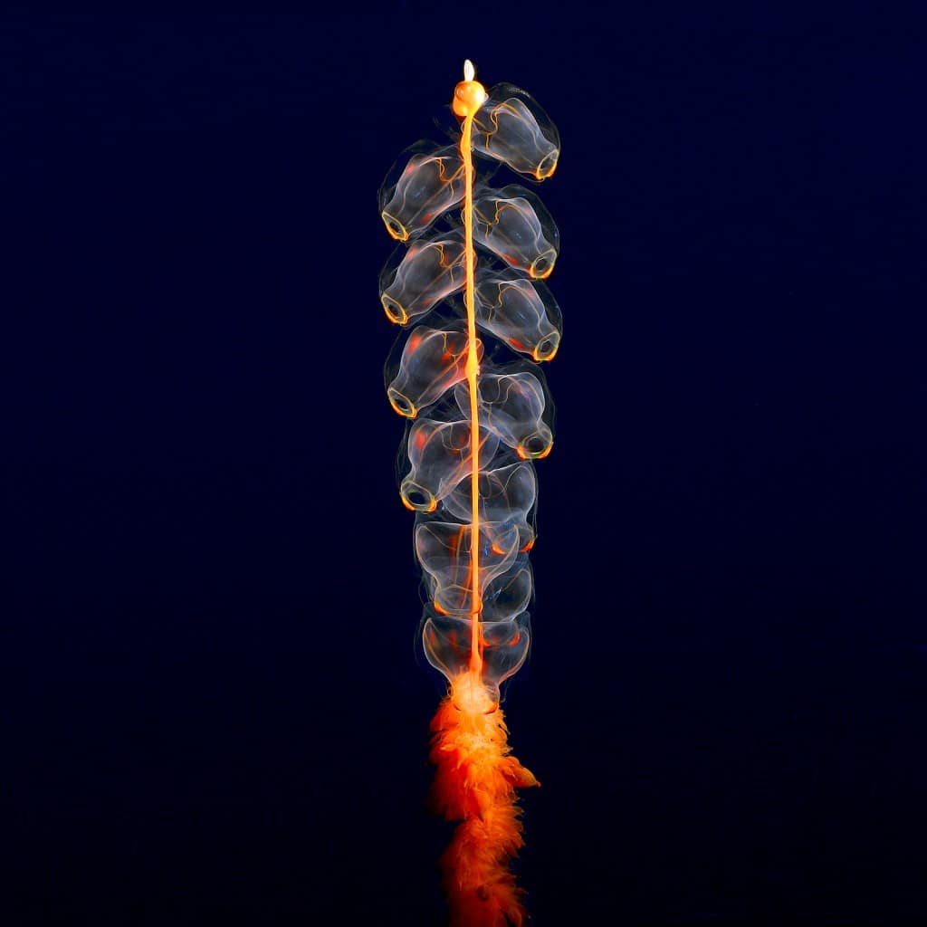 Otherwordly Sea Creatures People Rarely See