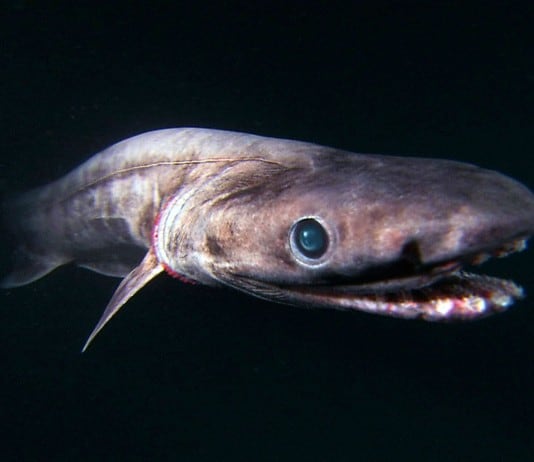 Otherwordly Sea Creatures People Rarely See