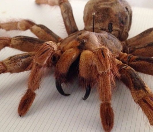 The 25 Most Painful Bites And Stings On The Planet