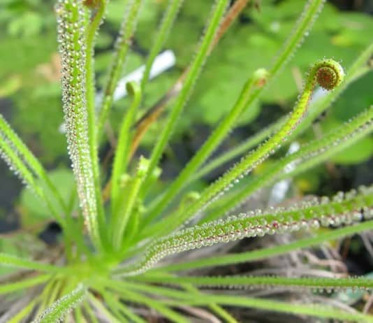 The Venus Flytrap Isn’t the Only Carnivorous Plant