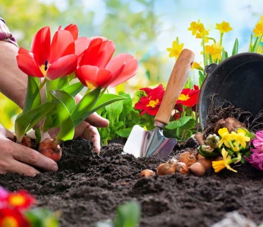 Grow Plants Like a Botanist Thanks to These Gardening Products