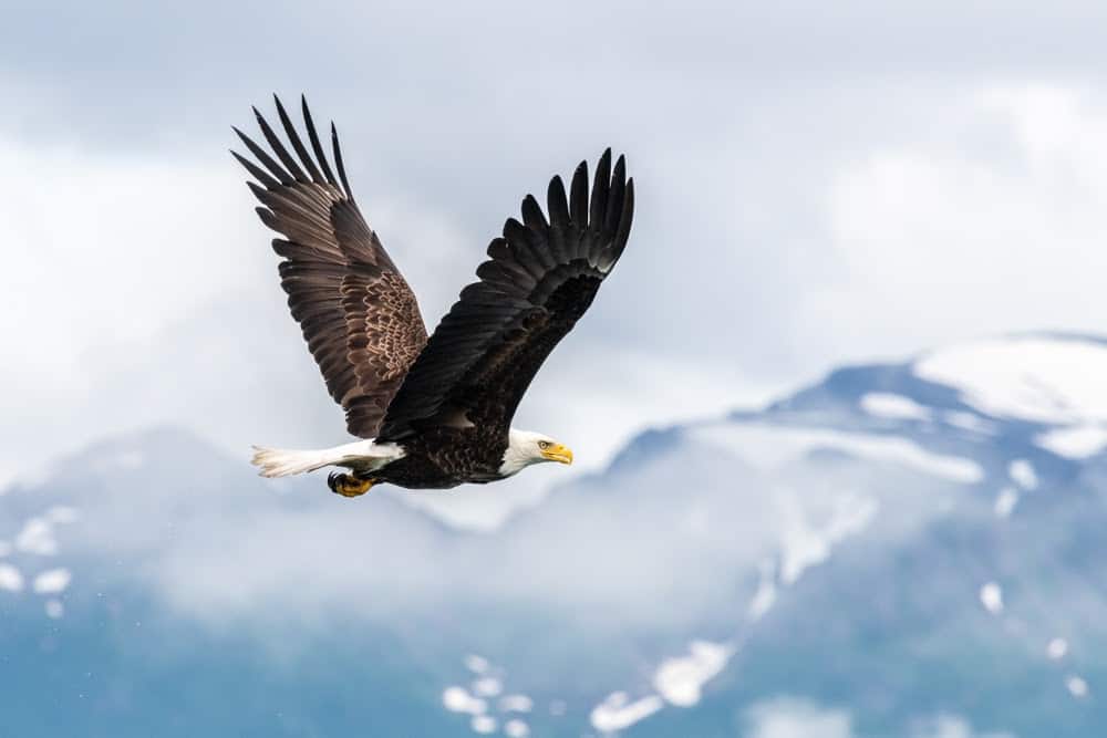 Wildlife In Alaska Puts The Continental Us To Shame – Science Sensei