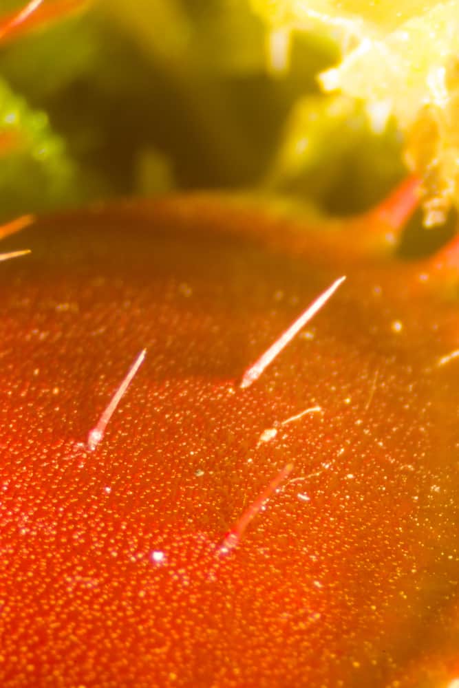 The Venus Flytrap Isn’t the Only Carnivorous Plant – Science Sensei