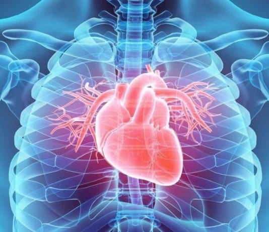 The Human Heart Explained So That Even A 5 Year Old Can Understand