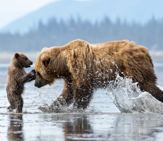 Wildlife in Alaska Puts the Continental US to Shame