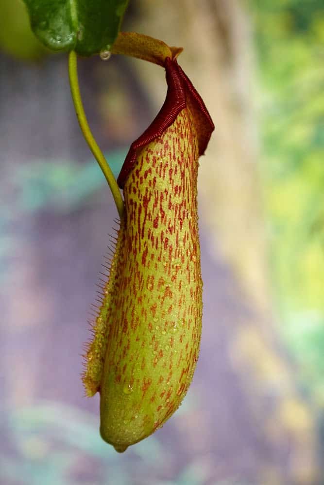 38 of the Strangest Plant Species 