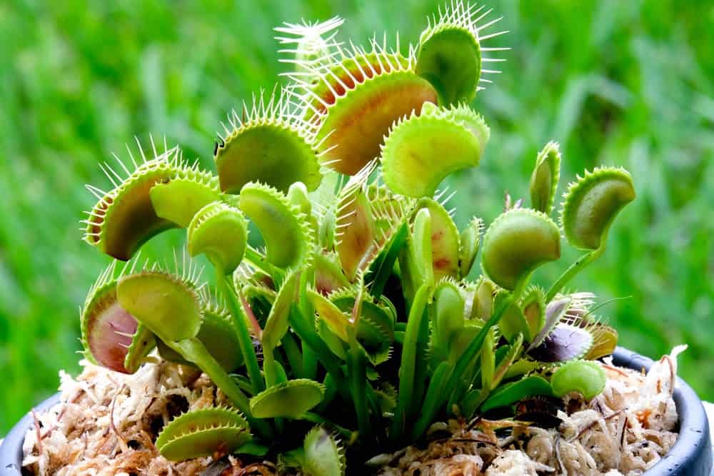 38 of the Strangest Plant Species 