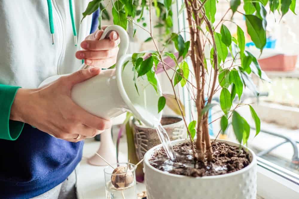 exploring-if-indoor-plants-really-improve-air-quality