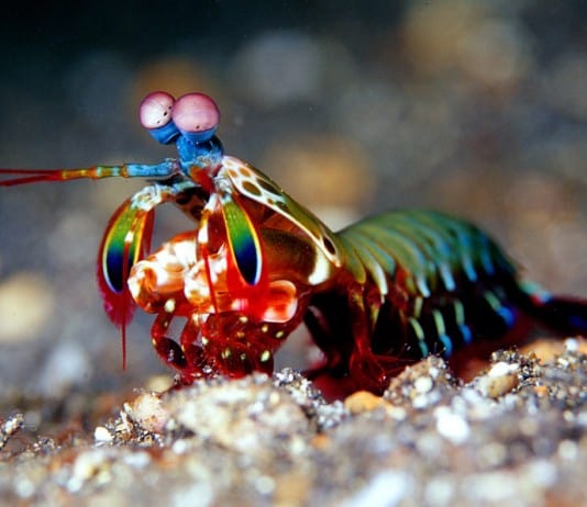 29 Sea Creatures with Superpower-Like Abilities