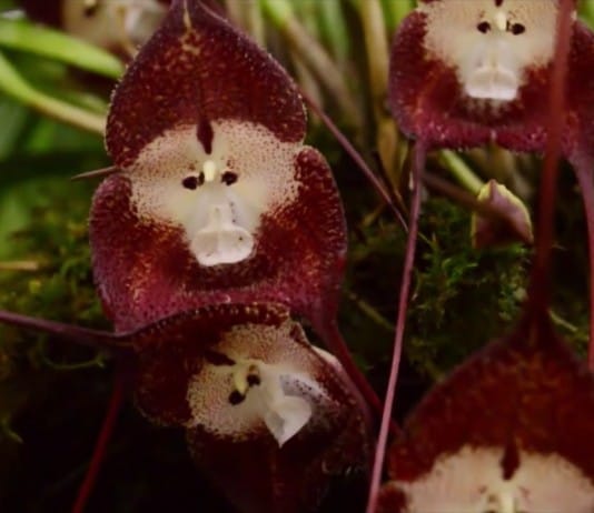 38 of the Strangest Plant Species 
