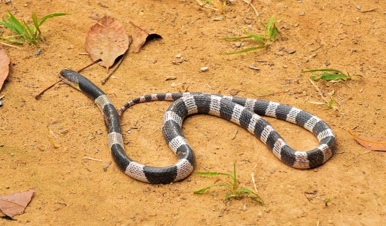 The Most Venomous Snakes On Planet Earth Today