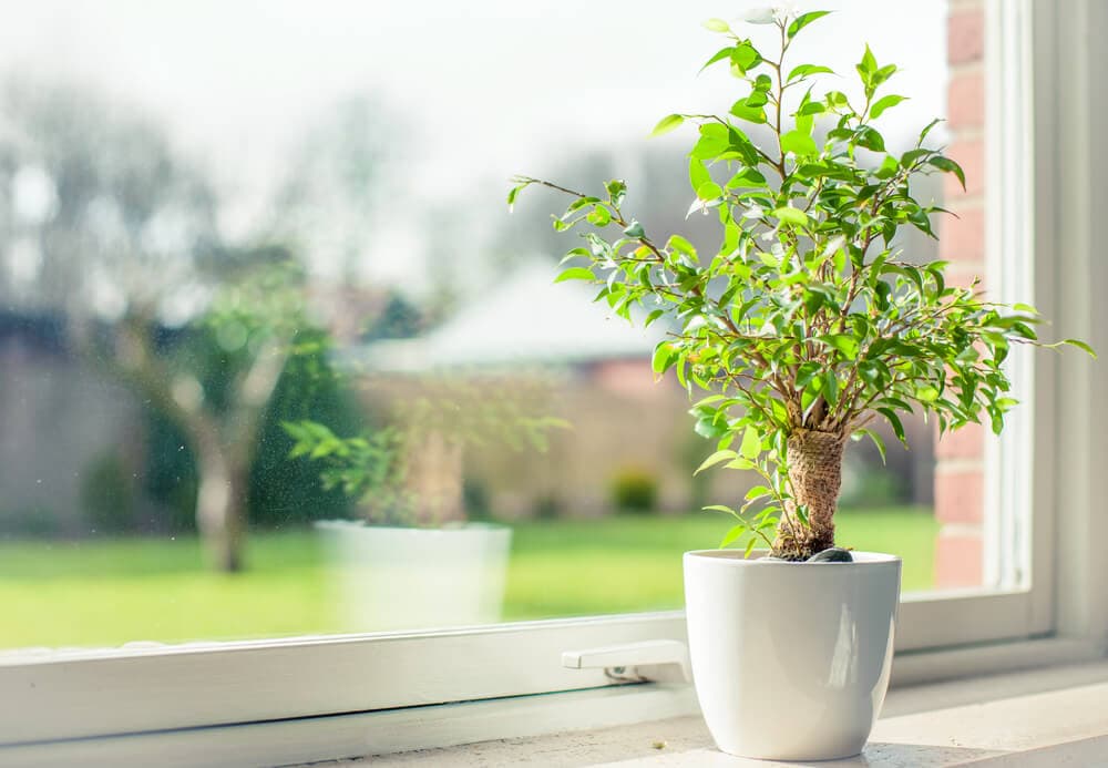 Exploring If Indoor Plants Really Improve Air Quality – Science Sensei