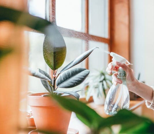 Exploring If Indoor Plants Really Improve Air Quality