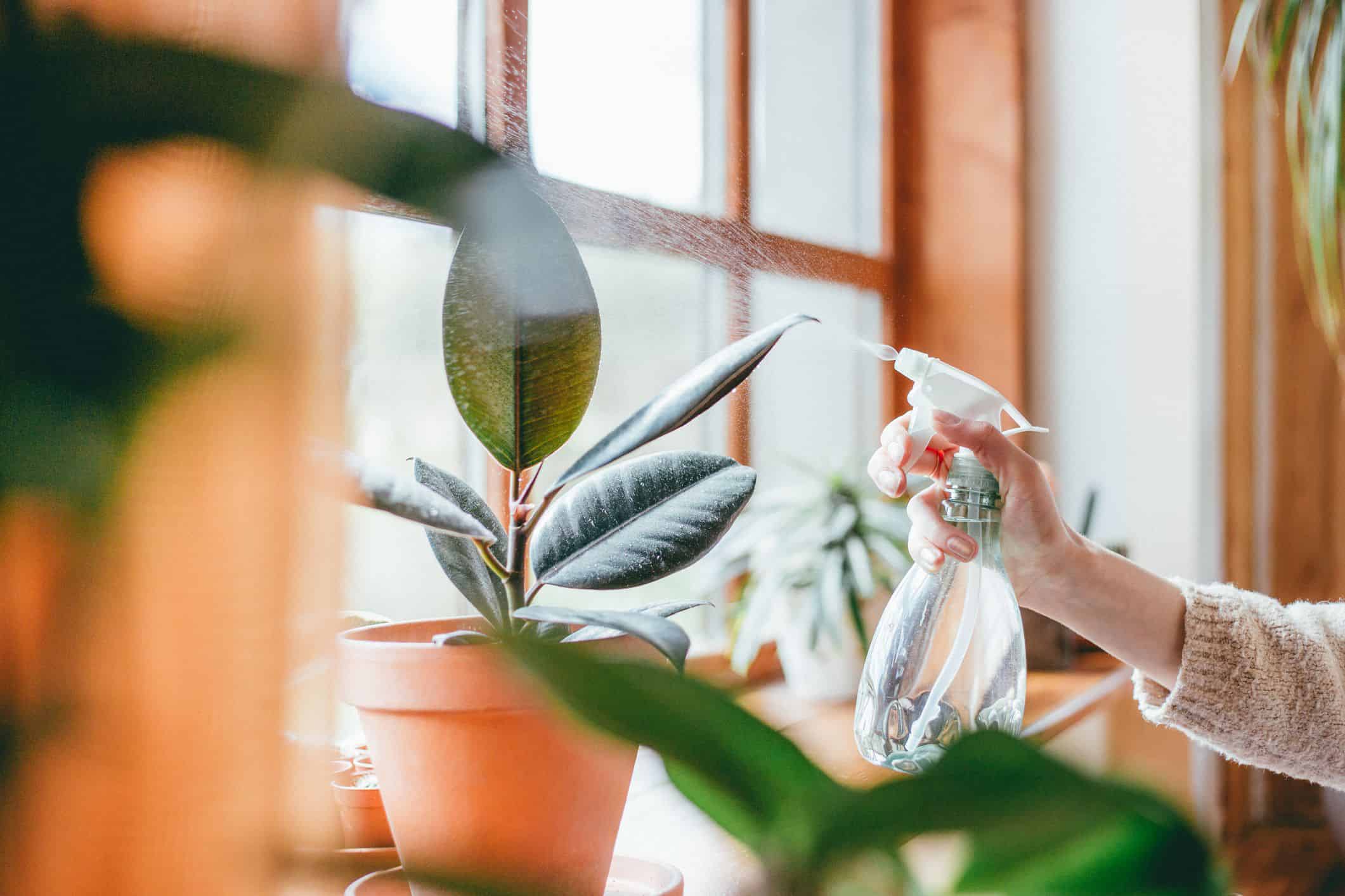 Exploring If Indoor Plants Really Improve Air Quality Science Sensei
