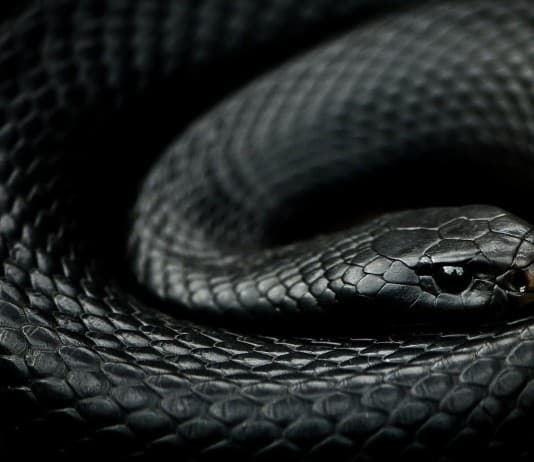 The Most Venomous Snakes On Planet Earth Today