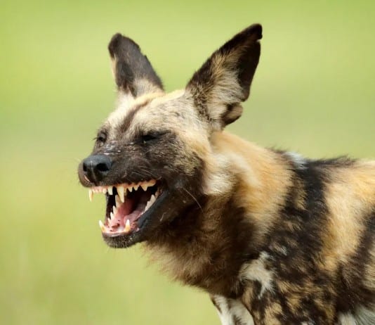 The Fastest Animals on the Planet Today