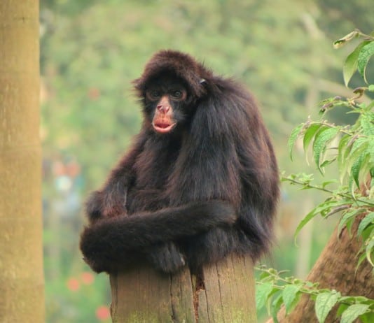 30 Animals Brought Back from the Brink of Extinction