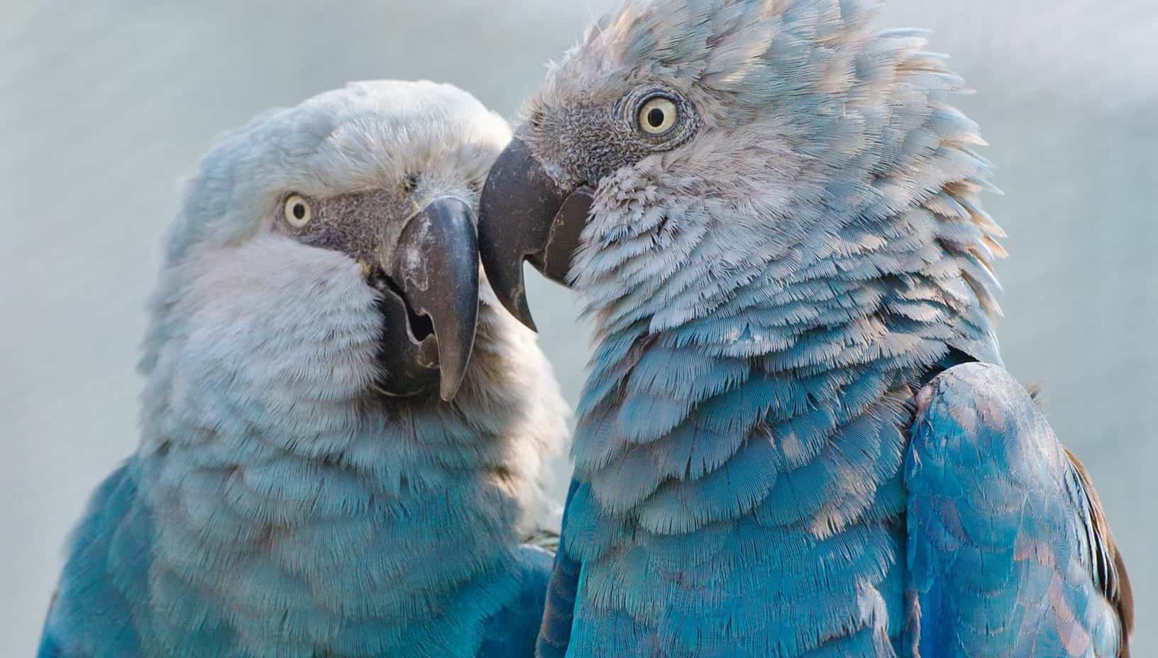 30 Animals Brought Back from the Brink of Extinction