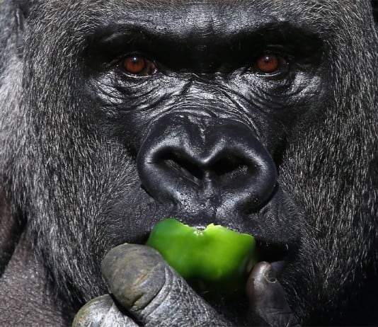 The World’s Most Intelligent Animals