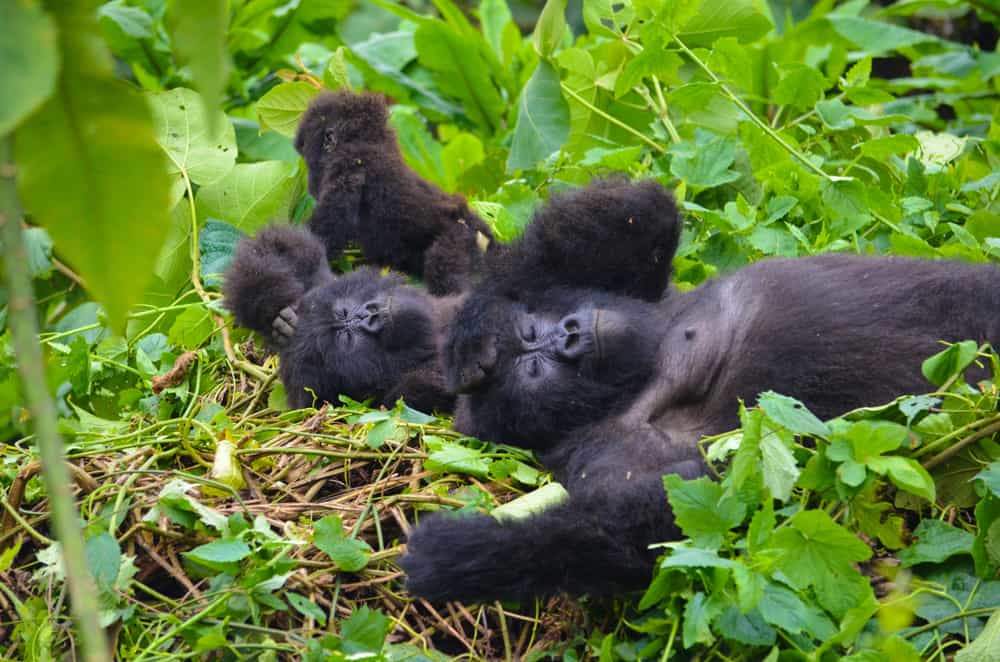 Unusual Sleeping Habits of These Earth Creatures