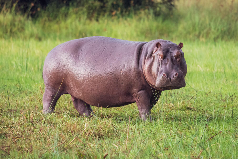 The Fastest Animals On The Planet Today – Science Sensei