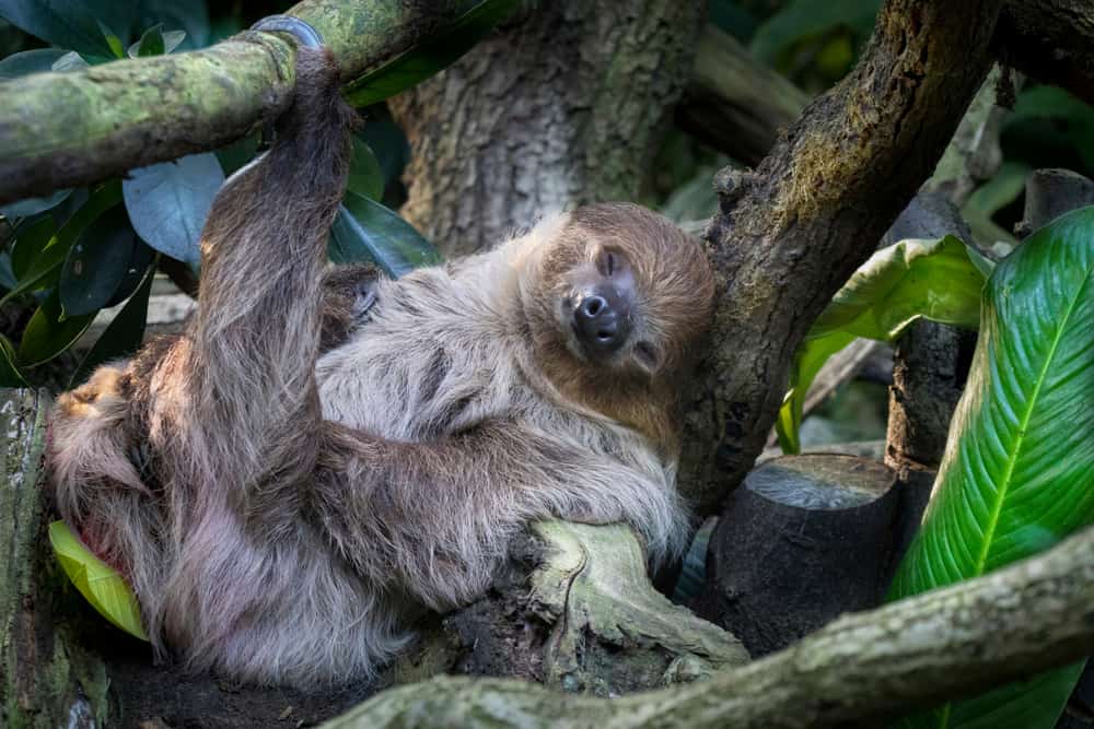 Unusual Sleeping Habits of These Earth Creatures